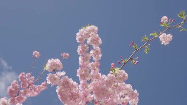 Sakura bahar çiçekleri deseni. Kiraz çiçekleri ağacı. Sakura bahçesinde kiraz çiçeği. Bahar çiçeği açan ağaç. Bahar güneşli bir gün. Bahar çiçekleri açan Sakura kiraz çiçeği dalı. Sakura Festivali.