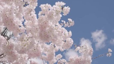 Mavi gökyüzünde pembe çiçek ağacı. Meyve ağacı çiçekleri. Bahar çiçeği. Sakura bahçesinde kiraz çiçeği. Sakura bahar çiçeği. Baharda Sakura. Bahar Bahçesi.