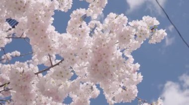 Bahar çiçeği açan ağaç. Bahar güneşli bir gün. Bahar çiçekleri açan Sakura kiraz çiçeği dalı. Sakura Festivali. Sakura bahar çiçekleri deseni. Kiraz çiçekleri ağacı. Sakura bahçesinde kiraz çiçeği.