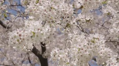 Kırılgan Sakura çiçeği. Bahar doğası. Çiçekli Sakura ağacı. Çiçekli Japon kirazı. Japon kiraz çiçeği ve çiçeği. Sakura bahar sezonu. Çiçekli bahar doğası. Sakura bahçesi..