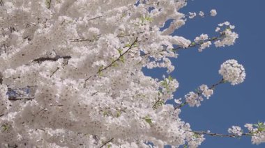 Beyaz çiçek ağacı. Çiçek açan dallar ve mavi gökyüzü, bahar zamanı. Paskalya 'da Sakura. Bahar çiçeği. Bahar çiçeği kirazlı Sakura. Sakura bahçesinde kiraz çiçeği. Sakura güzellik..
