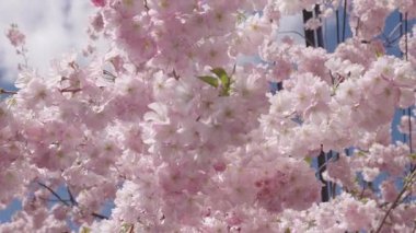 Bahar doğası. Çiçekli Sakura. Bahar mevsimi çiçek açar. Japon kirazı. Sakura çiçeği. Kiraz ağacında bahar Sakura çiçeği. Baharda çiçek açan Sakura çiçeği. Kiraz çiçeği pembe çiçek.