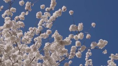 Bahar mevsimi çiçek açar. Japon kirazı. Sakura çiçeği. Kiraz ağacında güzel bir bahar Sakura çiçeği. Baharda çiçek açan Sakura çiçeği. Bahar doğası. Çiçekli Sakura. Bloom Parkı.