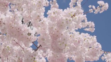 Sakura bahçesinde kiraz çiçeği. Meyve ağacının pembe çiçeği. Çiçek açan dallar ve mavi gökyüzü, bahar. Paskalya Sakura 'sı. Bahar çiçeği. Kirazlı bahar çiçeği dalı Sakura..