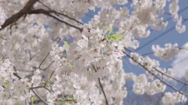 Mavi gökyüzünde narin bir çiçek ağacı. Meyve ağacı çiçeği. Bahar çiçeği. Sakura bahçesinde kiraz çiçeği. Sakura bahar çiçeği. Baharda Sakura. Bahar bahçesi. Sakura manzarası.