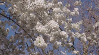 Sakura çiçeği. Kiraz ağacında güzel bir bahar Sakura çiçeği. Baharda çiçek açan Sakura çiçeği. Bahar doğası. Çiçekli Sakura. Bahar mevsimi çiçek açar. Düşen Japon kirazı.