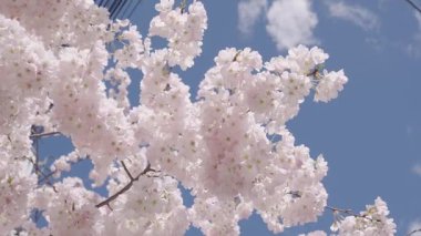 Bahar çiçeği açan ağaç. Bahar güneşli bir gün. Bahar çiçekleri açan Sakura kiraz çiçeği dalı. Sakura Festivali. Sakura bahar çiçekleri deseni. Kiraz çiçekleri ağacı. Sakura bahçesinde kiraz çiçeği.