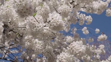 Sakura çiçeği. Kiraz ağacında güzel bir bahar Sakura çiçeği. Baharda çiçek açan Sakura çiçeği. Bahar doğası. Çiçekli Sakura. Bahar mevsimi çiçek açar. Düşen Japon kirazı.