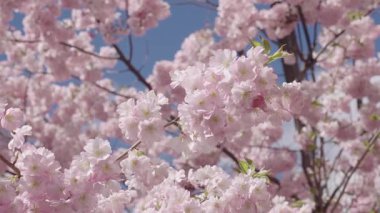 Pembe Sakura. Sakura bahar çiçeği. Kiraz çiçeği ağacı. Sakura bahçesinde kiraz çiçeği. Bahar çiçeği açan ağaç. Bahar güneşli bir gün. Bahar çiçekleri açan kiraz ağacı dalı. Çiçek yaprakları.