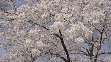 Sakura çiçeği. Kiraz ağacında güzel bir bahar Sakura çiçeği. Baharda çiçek açan Sakura çiçeği. Bahar doğası. Çiçekli Sakura. Bahar mevsimi çiçek açar. Düşen Japon kirazı.