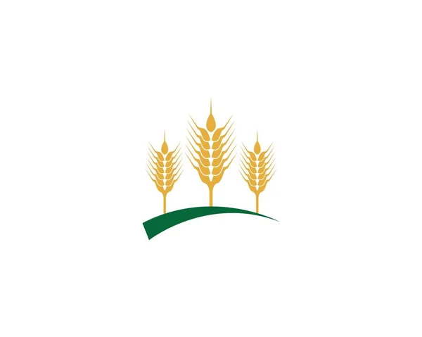 Agricultura Trigo Logotipo Plantilla Vector Icono Diseño — Archivo Imágenes Vectoriales