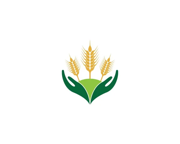 Agricultura Trigo Logotipo Plantilla Vector Icono Diseño — Archivo Imágenes Vectoriales