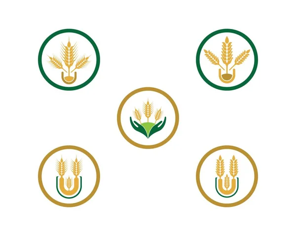 Agricultura Logotipo Trigo Modelo Vetor Ícone Design — Vetor de Stock