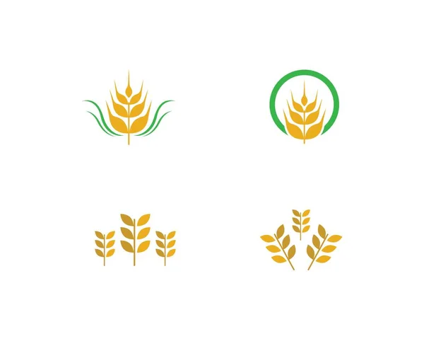 Agricultura Trigo Logotipo Plantilla Vector Icono Diseño — Archivo Imágenes Vectoriales