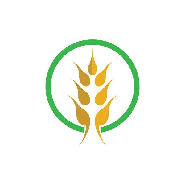 Wheat Logo Vector Icon Illustration Design — Stock Vector