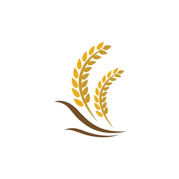 Buğday logosu vektör tasarımı