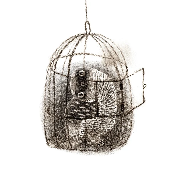 Coruja Negra sentada em uma gaiola — Fotografia de Stock