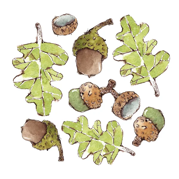 Набір акварельних листя дуба і жолудів — стокове фото