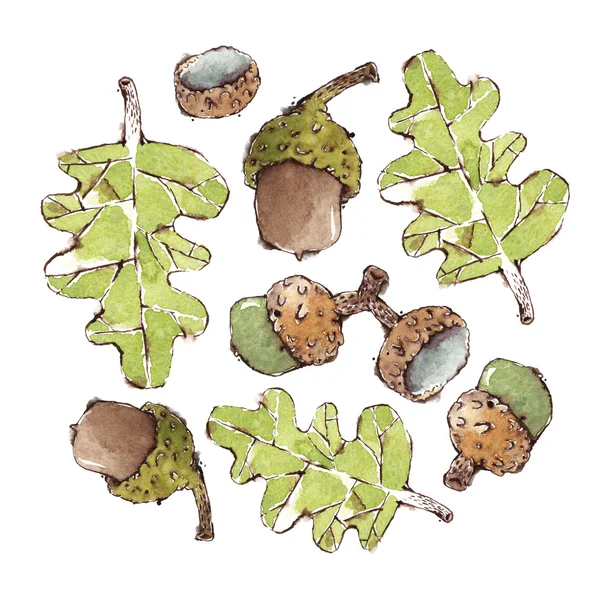 Watercolor oak leaves and acorns set — Stock Photo, Image