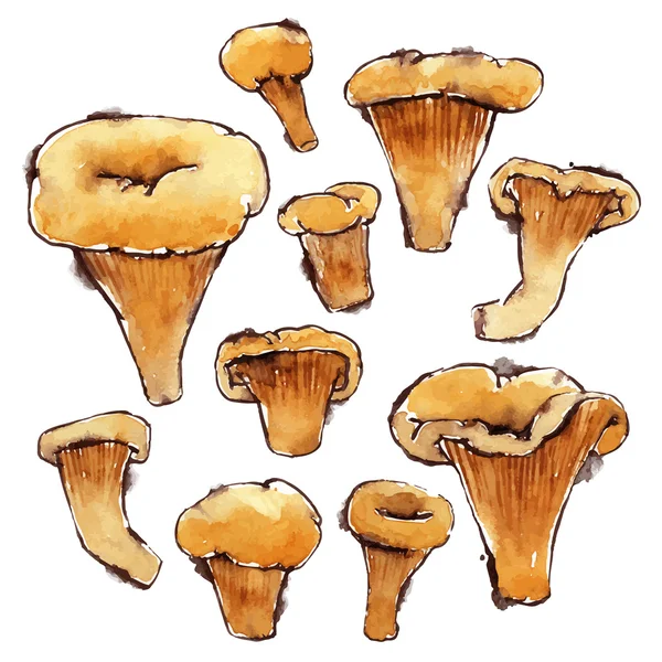 Conjunto de Vector Aquarela Chanterelles — Vetor de Stock