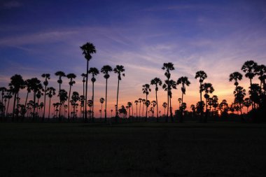 Sabah pirinç tarlasının ortasında şeker palmiyesi