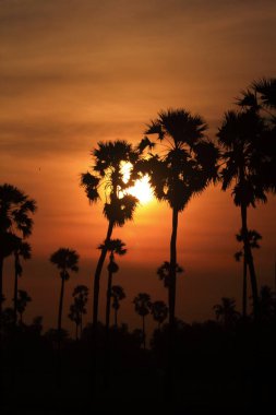 Sabah pirinç tarlasının ortasında şeker palmiyesi