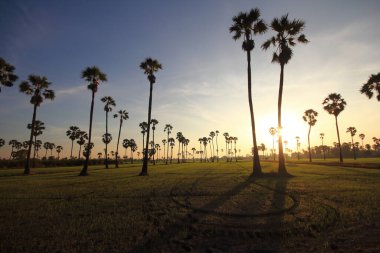Sabah pirinç tarlasının ortasında şeker palmiyesi
