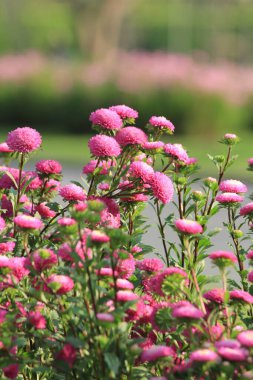 Parkta pembe çiçekler, Tayland