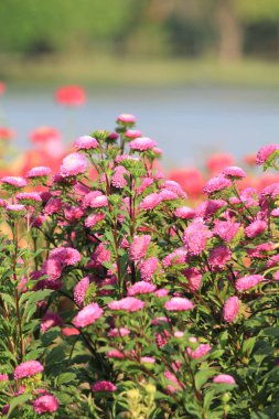 Parkta pembe çiçekler, Tayland