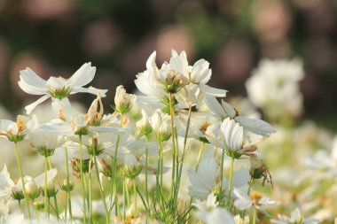 Parkta sarı çiçekler, Tayland