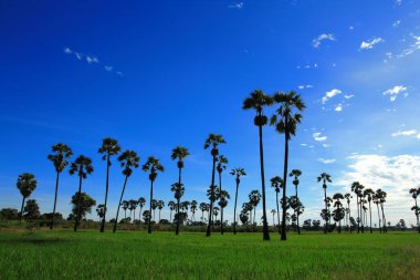 Sabah pirinç tarlasının ortasında şeker palmiyesi