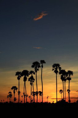 Sabah pirinç tarlasının ortasında şeker palmiyesi