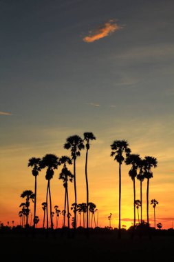 Sabah pirinç tarlasının ortasında şeker palmiyesi