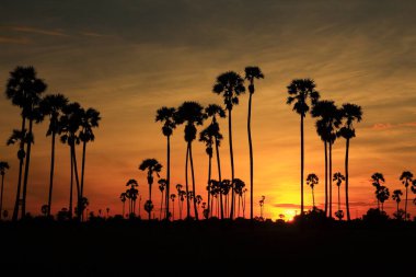 Sabah pirinç tarlasının ortasında şeker palmiyesi