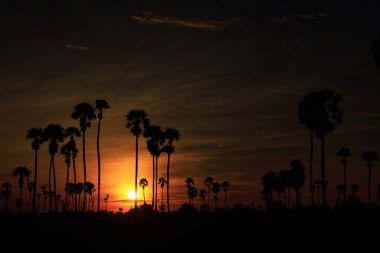 Sabah pirinç tarlasının ortasında şeker palmiyesi