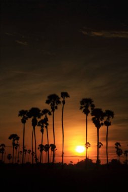 Sabah pirinç tarlasının ortasında şeker palmiyesi