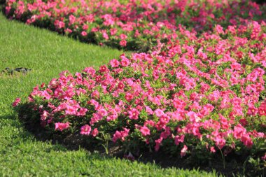 Tayland 'da bir parkta çiçekler