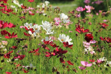 Tayland 'da bir parkta çiçekler