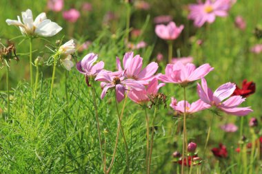 Tayland 'da bir parkta çiçekler