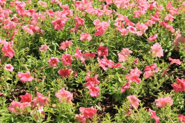 Tayland 'da bir parkta çiçekler