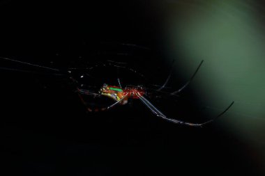 Ormandaki Örümcek, Tayland Milli Parkı