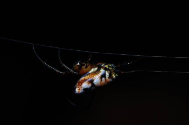 Ormandaki Örümcek, Tayland Milli Parkı