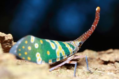 Pyrops Candelaria Orman Ulusal Parkı, Tayland