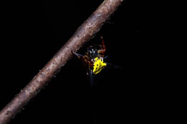 Ormandaki Örümcek, Tayland Milli Parkı