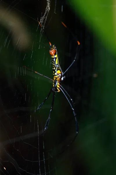 Spider in the forest, Thailand National Park