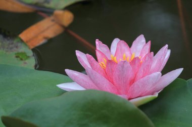 Gölette nilüfer çiçekleri, Tayland
