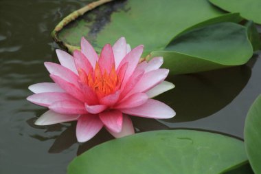Gölette nilüfer çiçekleri, Tayland