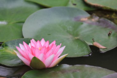 Gölette nilüfer çiçekleri, Tayland