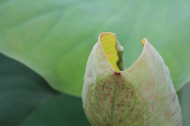 Gölette nilüfer çiçekleri, Tayland