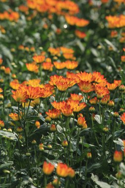 Parkta güzel çiçekler, Tayland